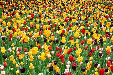 《制作便当》PC平台免费发布 设计精致便当模拟器